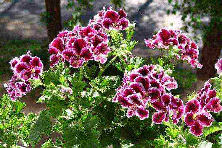 Pelargonium พันธุ์ที่ดีที่สุด