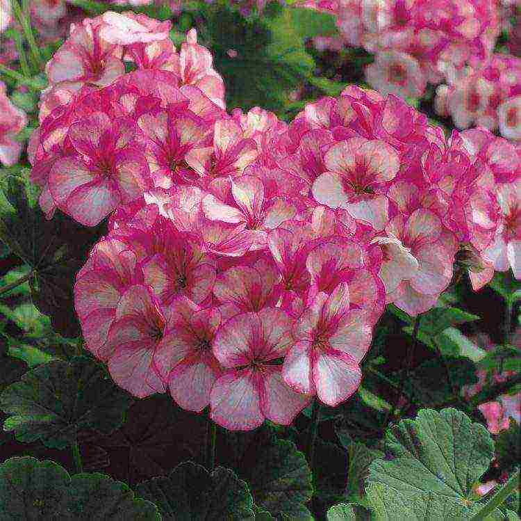 Pelargonium พันธุ์ที่ดีที่สุด