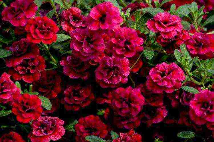 the best varieties of pelargonium