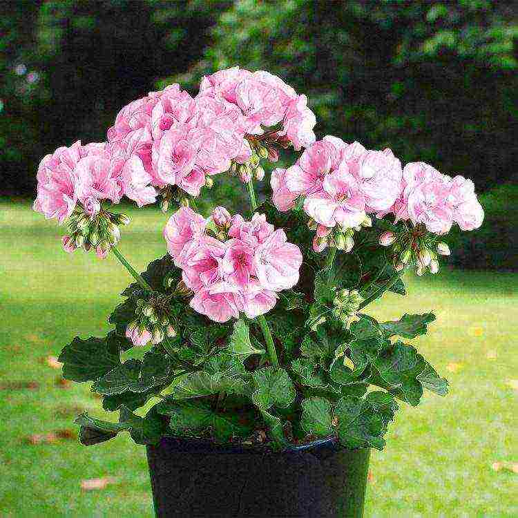 the best varieties of pelargonium