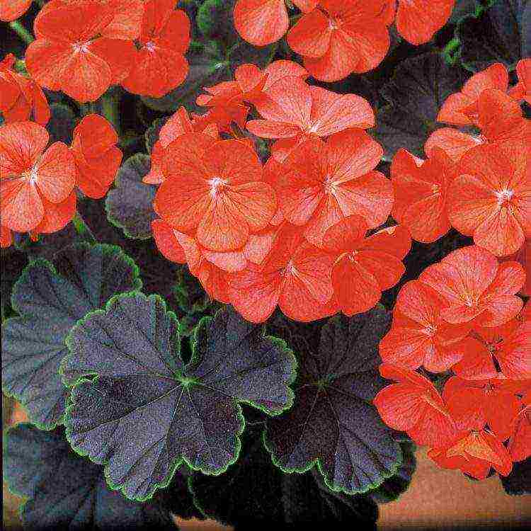 Pelargonium พันธุ์ที่ดีที่สุด