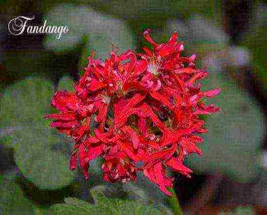 the best varieties of pelargonium