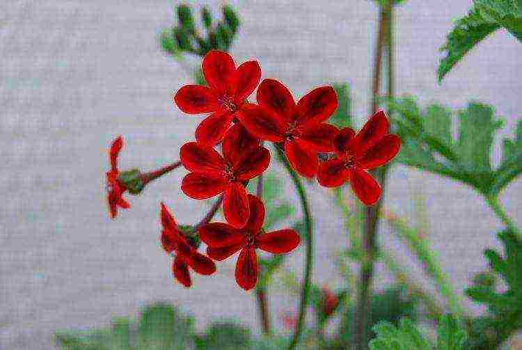 Pelargonium พันธุ์ที่ดีที่สุด