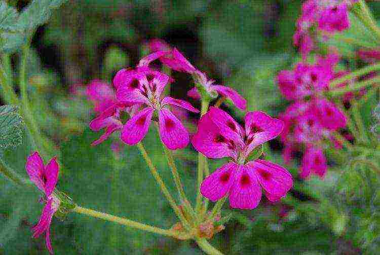 Pelargonium พันธุ์ที่ดีที่สุด