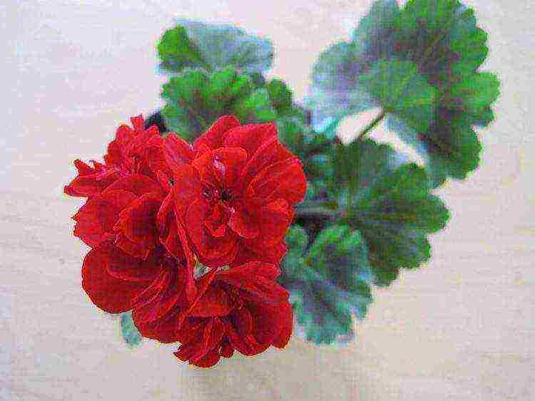 the best varieties of pelargonium