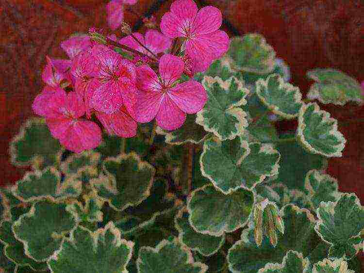 Pelargonium พันธุ์ที่ดีที่สุด