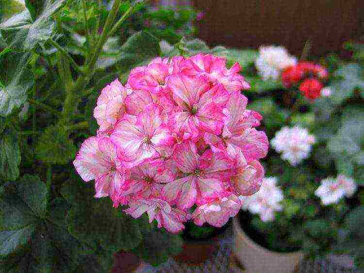 Pelargonium พันธุ์ที่ดีที่สุด