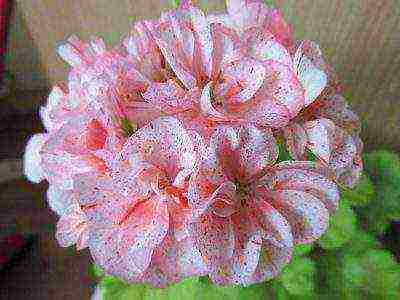 Pelargonium พันธุ์ที่ดีที่สุด