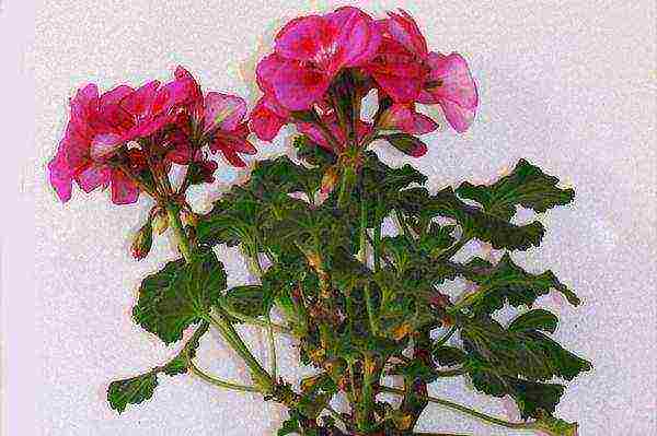 Pelargonium พันธุ์ที่ดีที่สุด