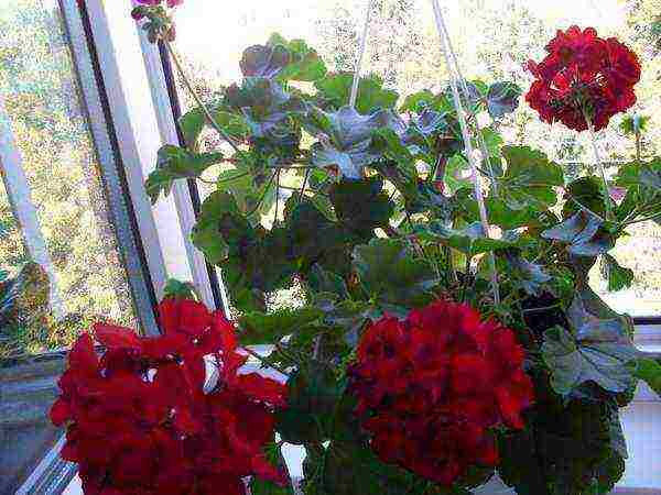 the best varieties of pelargonium