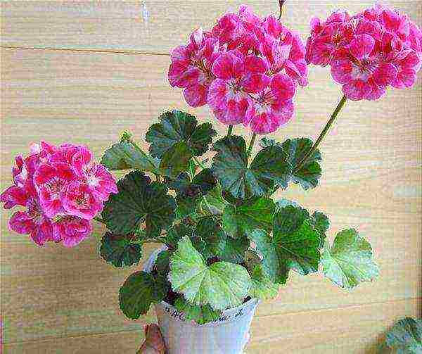 ang pinakamahusay na mga pagkakaiba-iba ng pelargonium