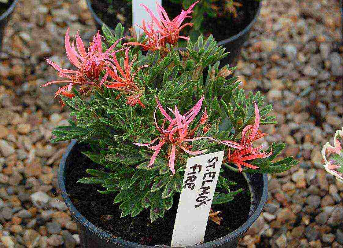 Pelargonium พันธุ์ที่ดีที่สุด