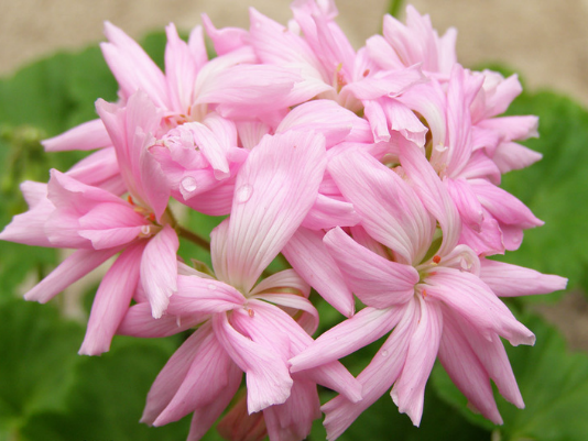 Pelargonium พันธุ์ที่ดีที่สุด