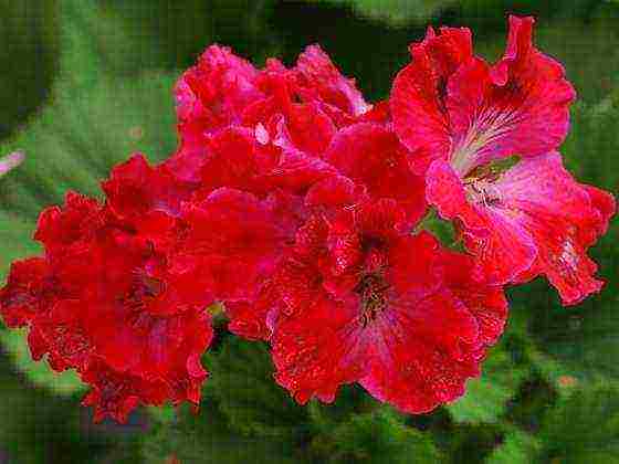 the best varieties of pelargonium