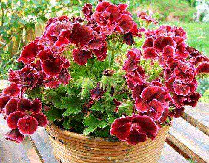 Pelargonium พันธุ์ที่ดีที่สุด