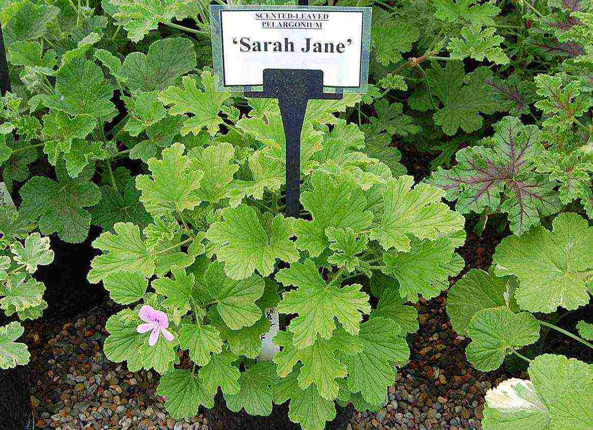 the best varieties of pelargonium