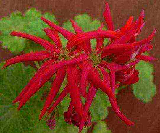 Pelargonium พันธุ์ที่ดีที่สุด