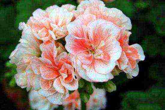 the best varieties of pelargonium