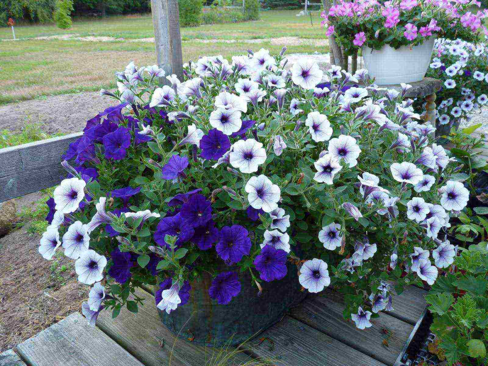 the best varieties of petunias