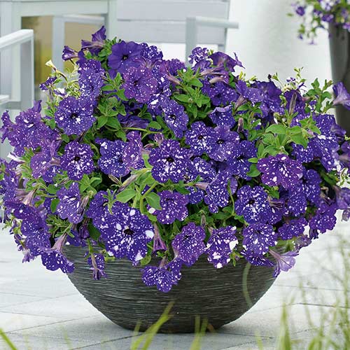 the best varieties of petunias