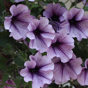 the best varieties of petunias