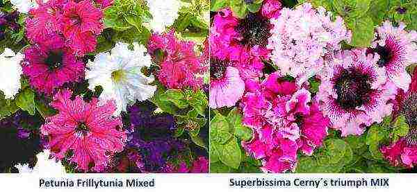 the best varieties of petunias