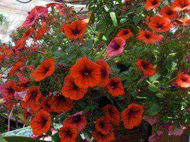 the best varieties of petunias