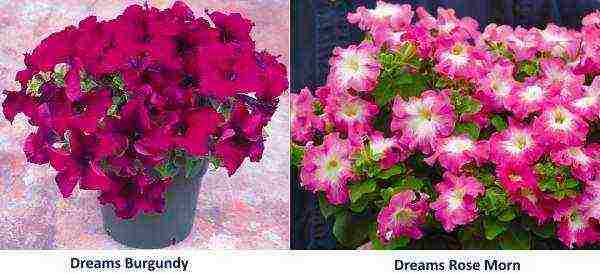 the best varieties of petunias