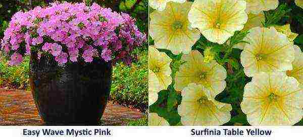 the best varieties of petunias