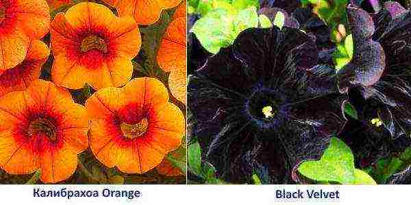 the best varieties of petunias