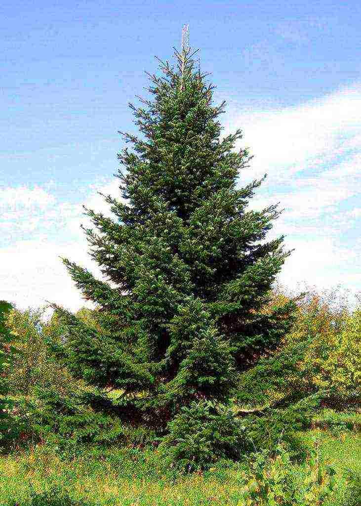 the best varieties of fir