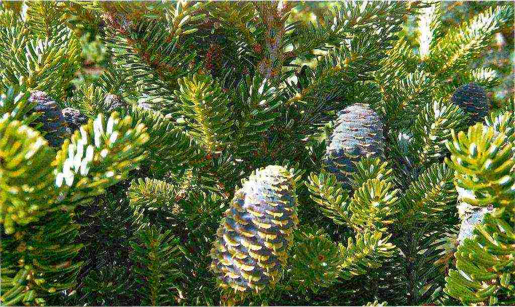 the best varieties of fir