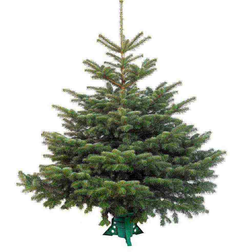 the best varieties of fir