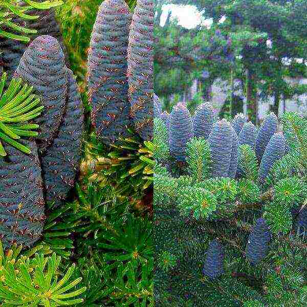 the best varieties of fir