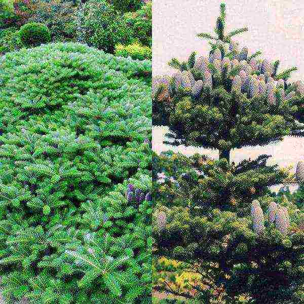 the best varieties of fir