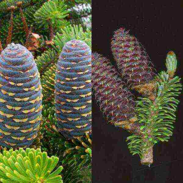 the best varieties of fir