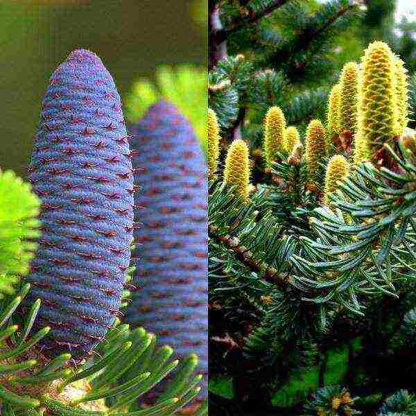 the best varieties of fir