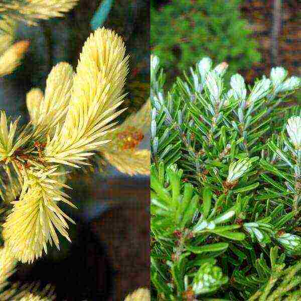 the best varieties of fir