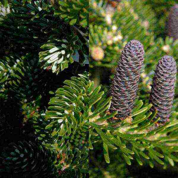 the best varieties of fir