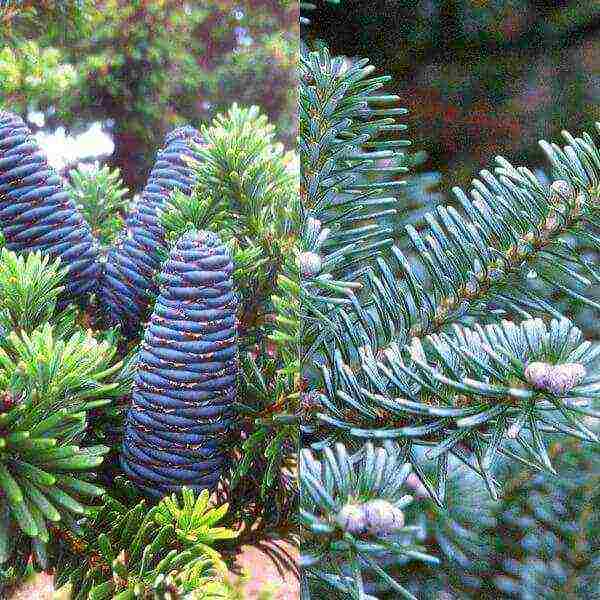 the best varieties of fir