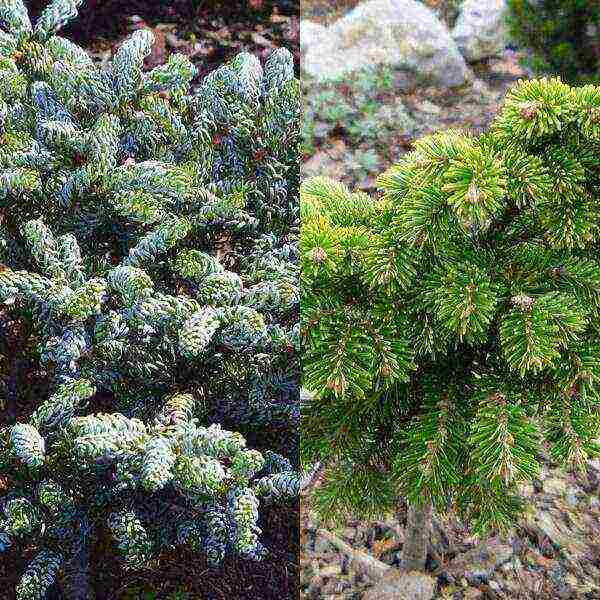 the best varieties of fir