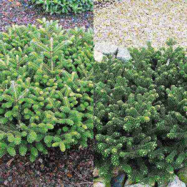 the best varieties of fir