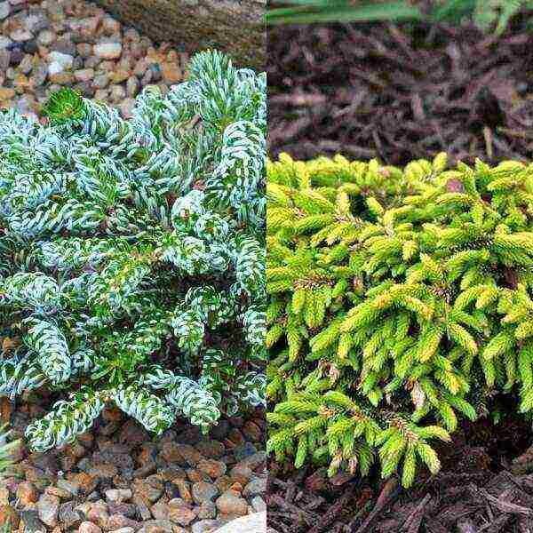 the best varieties of fir