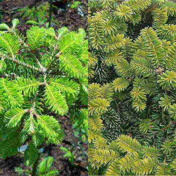 the best varieties of fir