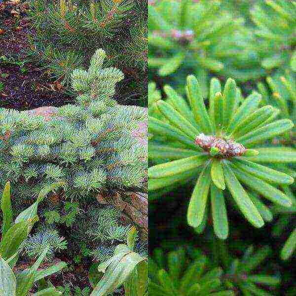 the best varieties of fir