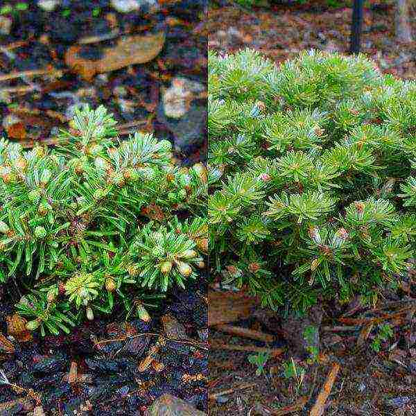 the best varieties of fir