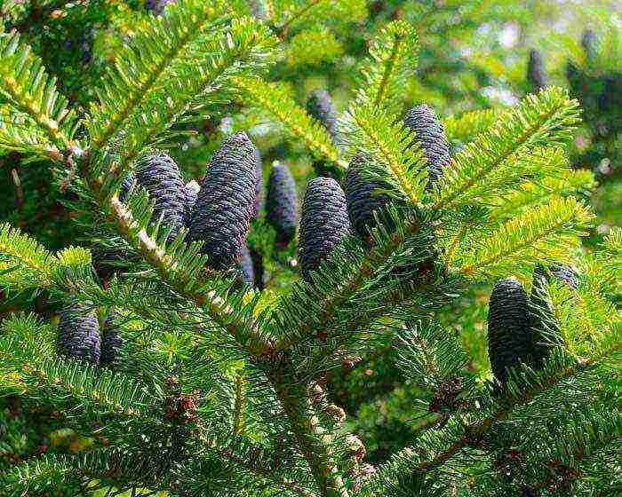 the best varieties of fir