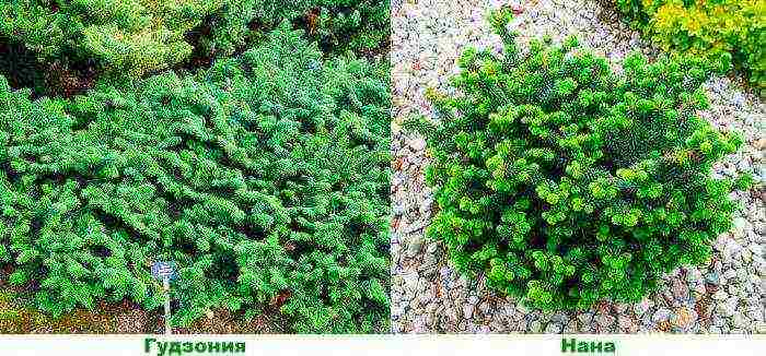 the best varieties of fir