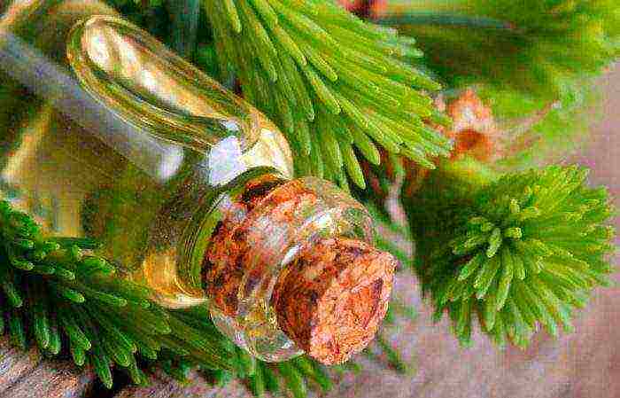 the best varieties of fir