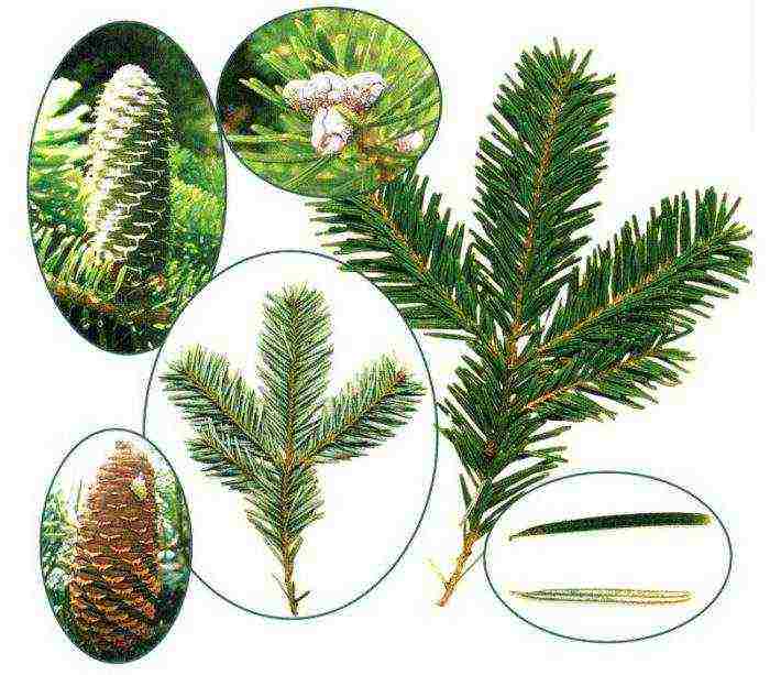 the best varieties of fir